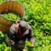 Kenya loses $2m weekly as the tea sector crisis spirals