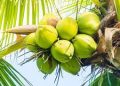 Kenyan firm gets $1.6m to lift US coconut exports