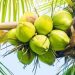 Kenyan firm gets $1.6m to lift US coconut exports