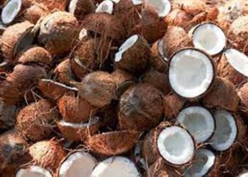 Kenyan firm gets $1.6m to lift US coconut exports