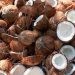 Kenyan firm gets $1.6m to lift US coconut exports