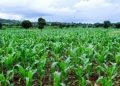 Green maize enterprise taken to youths, women