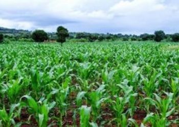 Green maize enterprise taken to youths, women