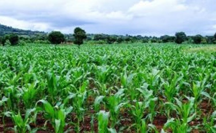 Green maize enterprise taken to youths, women