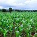 Green maize enterprise taken to youths, women