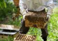 RMRDC’s beekeeping policy gear takes new turn