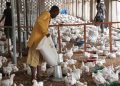 What Poultry farmers need from FG in 2024
