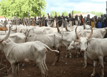 Nigeria renews livestock farming, decried past mistake
