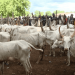 Nigeria renews livestock farming, decried past mistake