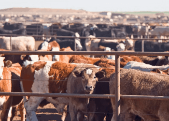 $2.5 billion JBS investment, a big economic victory for Nigeria –  TDF