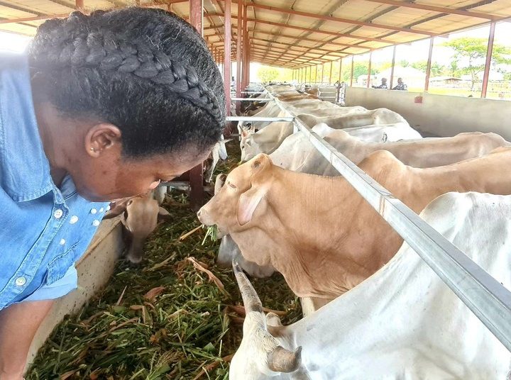 Cattle  ranches for Nigeria’s  774 local government areas